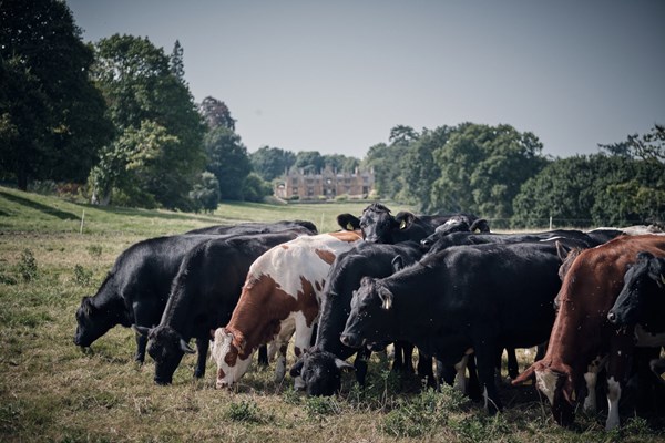 Dillington Farm - Youngstock grazing on the estate